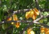 How to grow kumquat trees following feng shui principles, avoid bad luck to bring wealth, abundance, and a healthy family for the new year