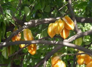 How to grow kumquat trees following feng shui principles, avoid bad luck to bring wealth, abundance, and a healthy family for the new year