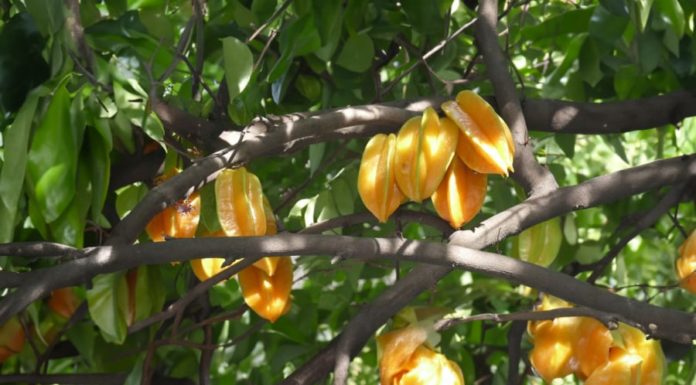 How to grow kumquat trees following feng shui principles, avoid bad luck to bring wealth, abundance, and a healthy family for the new year