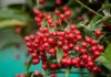 6 Lucky Crimson Fruiting Trees to Usher in Wealth and Fortune for Lunar New Year