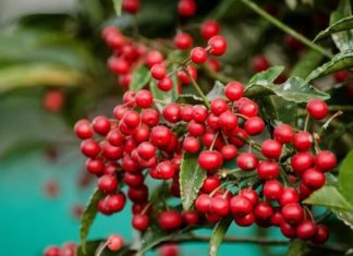 6 Lucky Crimson Fruiting Trees to Usher in Wealth and Fortune for Lunar New Year