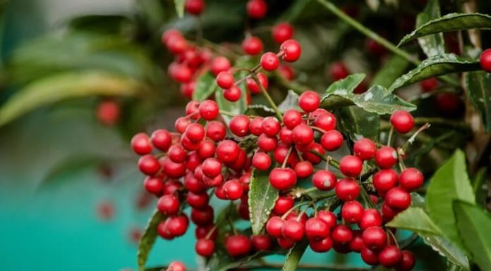 6 Lucky Crimson Fruiting Trees to Usher in Wealth and Fortune for Lunar New Year