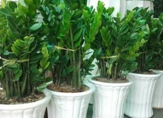 Don’t plant money tree if you have dual fate, it may bring bad luck and drain your fortune.