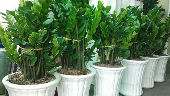 Don’t plant money tree if you have dual fate, it may bring bad luck and drain your fortune.