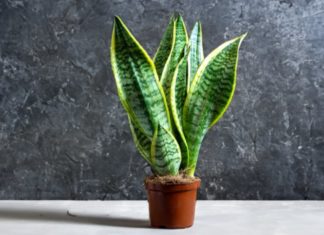 Which zodiac sign should plant the Sansevieria plant? 3 lucky positions to plant the Sansevieria plant for bringing prosperity at home.