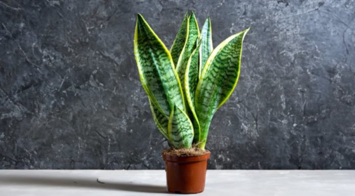 Which zodiac sign should plant the Sansevieria plant? 3 lucky positions to plant the Sansevieria plant for bringing prosperity at home.