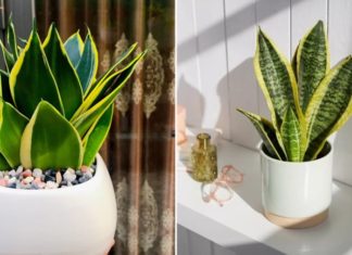 Attract Prosperity with the Tiger Tongue Plant: Discover the Hidden Meaning of this Unique Tree