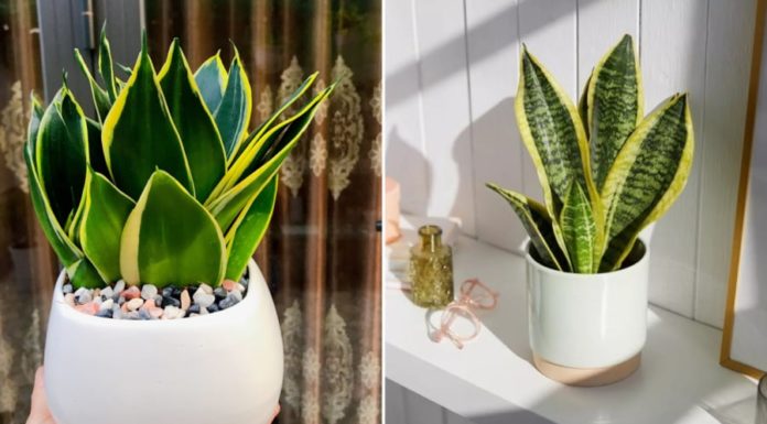 Attract Prosperity with the Tiger Tongue Plant: Discover the Hidden Meaning of this Unique Tree