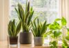 Should you grow a snake plant indoors? The answer will astonish 99% of the respondents.