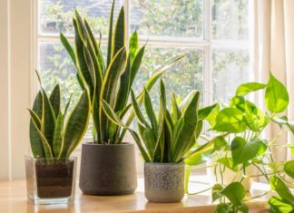 Should you grow a snake plant indoors? The answer will astonish 99% of the respondents.
