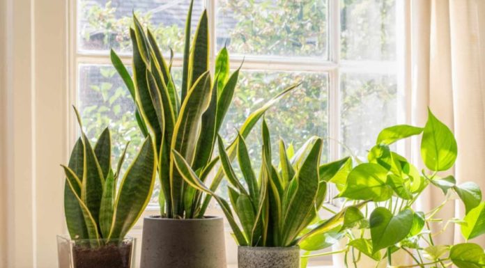 Should you grow a snake plant indoors? The answer will astonish 99% of the respondents.