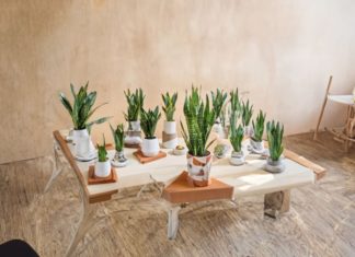 Plant These 5 Easy-to-Grow Green Trees for a Fresh and Prosperous New Year