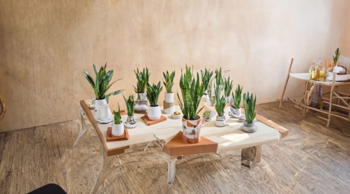 Plant These 5 Easy-to-Grow Green Trees for a Fresh and Prosperous New Year