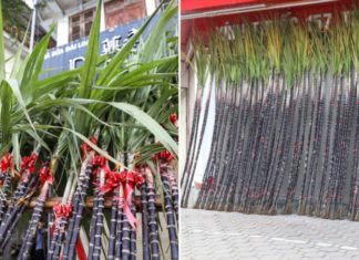 Why Do Many People Use Sugar Cane to Worship Ancestors on the Lunar New Year?