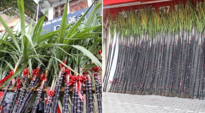 Why Do Many People Use Sugar Cane to Worship Ancestors on the Lunar New Year?
