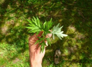 The Amazing Health Benefits of Artemisia Annua: A Bundle of 5000 Leaves and 1 Ingredient