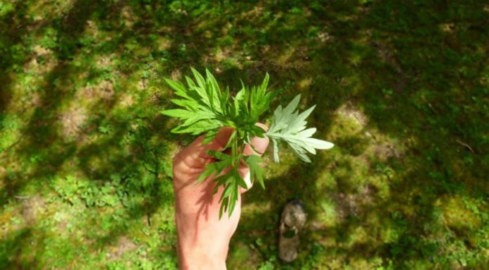 The Amazing Health Benefits of Artemisia Annua: A Bundle of 5000 Leaves and 1 Ingredient