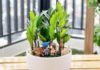The Green Path to Success: 9 Lucky Plants for Your Desk to Invite Prosperity and Fortune at Work