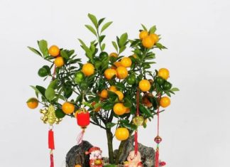 Attract Prosperity and Harmony: 8 Plants and Flowers to Adorn Your Doorstep This Lunar New Year