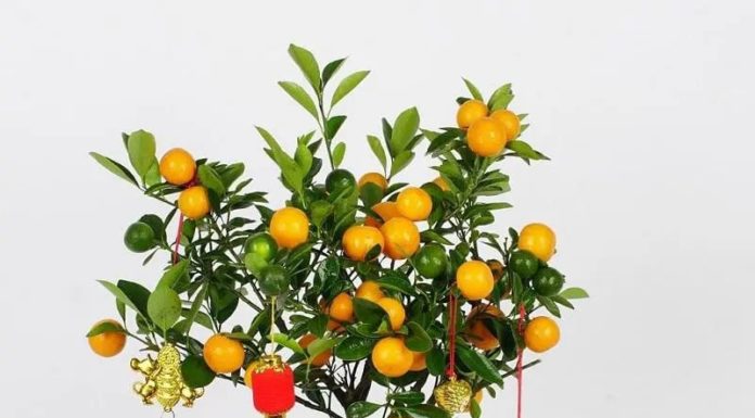 Attract Prosperity and Harmony: 8 Plants and Flowers to Adorn Your Doorstep This Lunar New Year