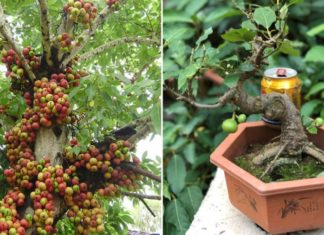 What Zodiac Sign Bodes Well for a Peach Tree Planting: A Promise of Abundant Prosperity?