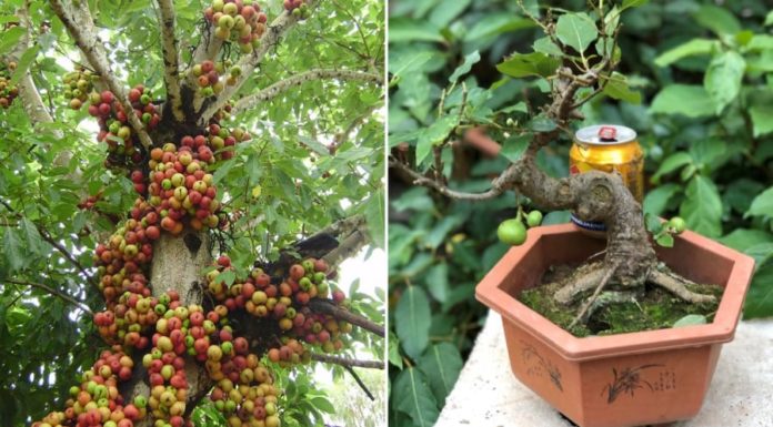 What Zodiac Sign Bodes Well for a Peach Tree Planting: A Promise of Abundant Prosperity?