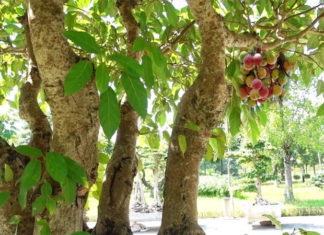 The Magical Sung Tree: Unveiling the Secrets of its Charm, Care, and Cultural Significance for the Tet Holiday