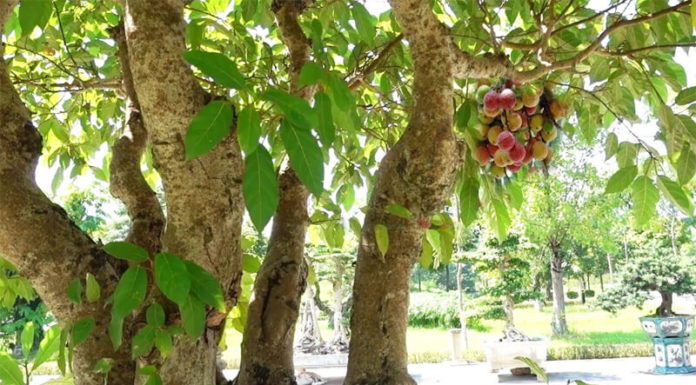 The Magical Sung Tree: Unveiling the Secrets of its Charm, Care, and Cultural Significance for the Tet Holiday