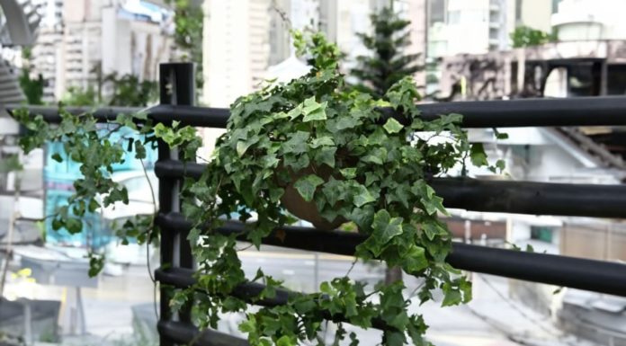 Highly effective air-purifying plants that thrive in low-light conditions, promoting relaxation and prosperity