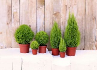 Should You Grow Fragrant Pine Trees Indoors? Surprising Benefits of Fragrant Pine Trees Not Everyone Knows