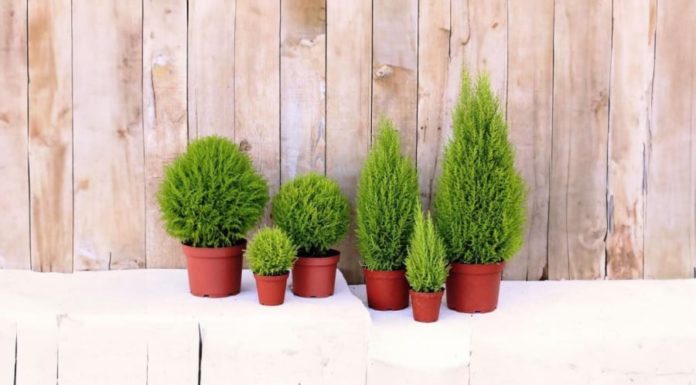 Should You Grow Fragrant Pine Trees Indoors? Surprising Benefits of Fragrant Pine Trees Not Everyone Knows