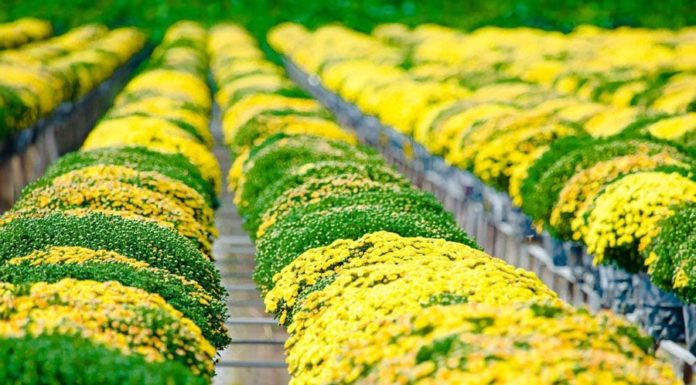 The Meaning of Chrysanthemums: Why Do Many People Choose to Display Them During Tet? Is it Recommended to Keep a Chrysanthemum Plant Indoors?
