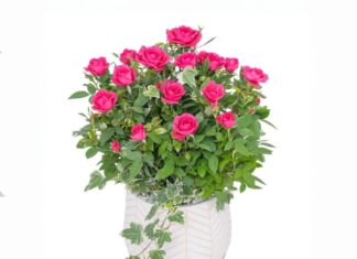 Why do many people pour MSG into a pot of roses? Learn now to take care of roses for Tet.