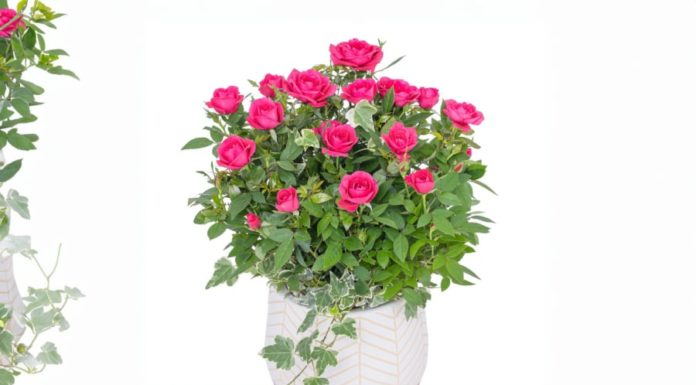Why do many people pour MSG into a pot of roses? Learn now to take care of roses for Tet.