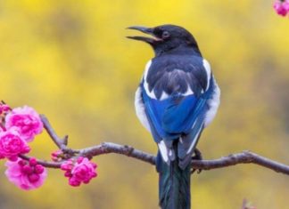 The animals that bring good luck and fortune to a household and fulfill all wishes are known as what in Chinese culture?