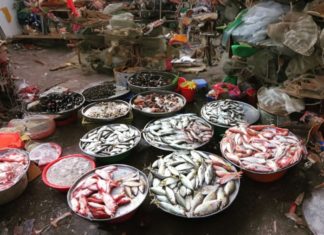 Sea locals reveal the secret to buying fresh seafood: look for this sign to choose the best catch and avoid fraud.