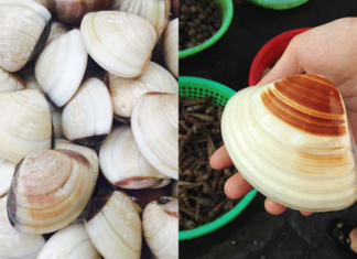Don’t just soak clams with vinegar or chili: Add this to clams to rinse off sand, enhance the richness by double