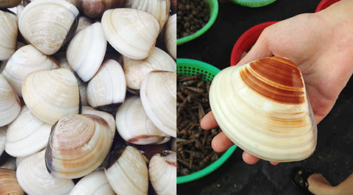 Don’t just soak clams with vinegar or chili: Add this to clams to rinse off sand, enhance the richness by double