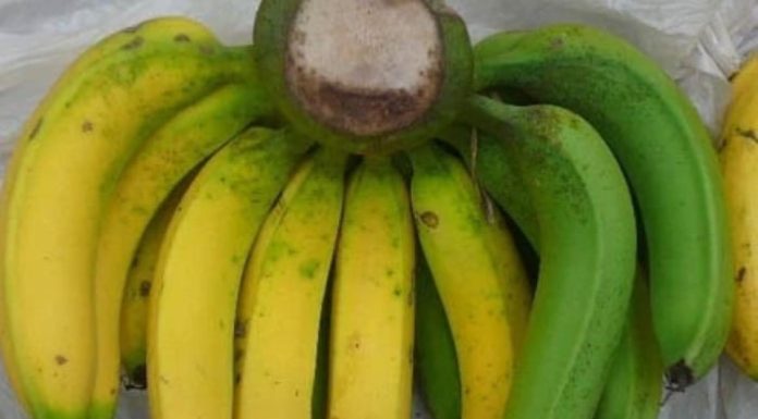 Confusion in distinguishing different types of bananas in Vietnam