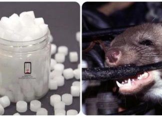 How to get rid of mice from your car using mousetrap and essential oils