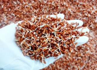 5 Foods That Sprout Not Only Harmless But Also Double Nutritional Values