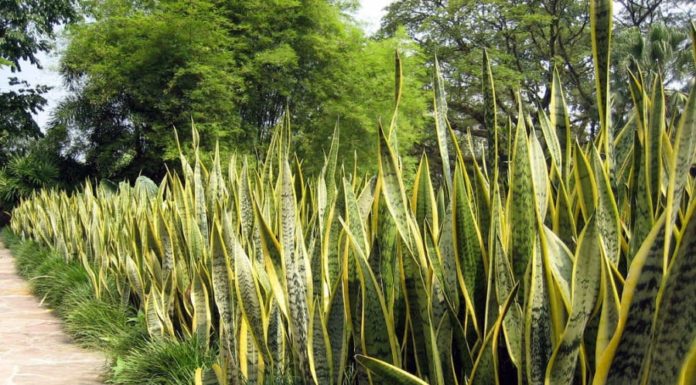 Is it advisable to grow the snake plant indoors?