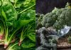 6 Types of Vegetables that Boost Collagen Production, Enhancing Your Skin’s Radiance Without the Fear of Weight Gain