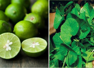 Amazing Beauty Benefits of Centella asiatica you can’t miss