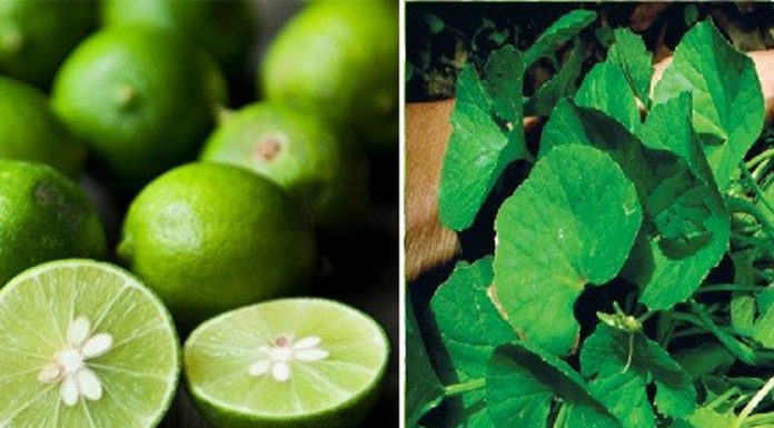 Amazing Beauty Benefits of Centella asiatica you can’t miss
