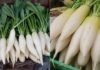 White radish is as nutritious as ‘ginseng’ but should not be consumed with these 4 types of food to avoid illness