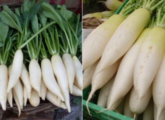 White radish is as nutritious as ‘ginseng’ but should not be consumed with these 4 types of food to avoid illness