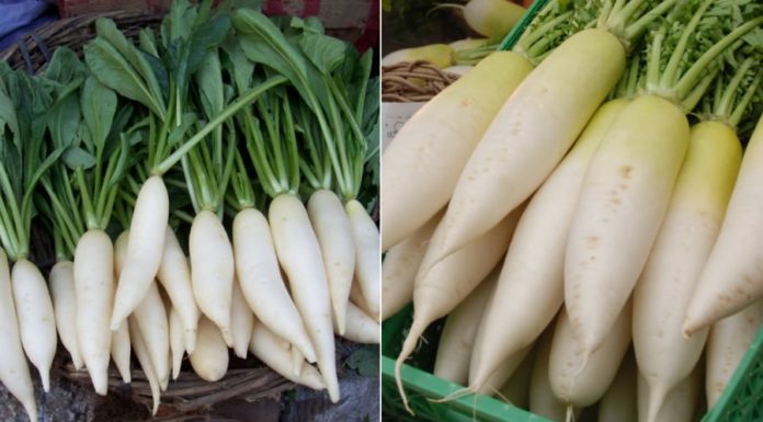 White radish is as nutritious as ‘ginseng’ but should not be consumed with these 4 types of food to avoid illness