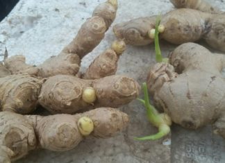 Why shouldn’t women go three days without lotus root and men go three days without ginger, what is the reason?