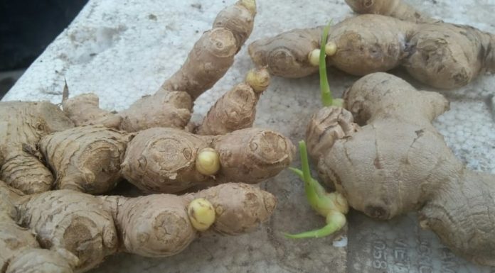 Why shouldn’t women go three days without lotus root and men go three days without ginger, what is the reason?